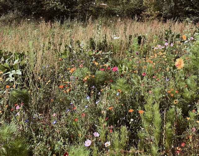 frankenberg-blumenwiese